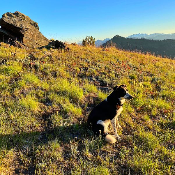 Which Parts of Manali Work Best for Travellers with Dogs.jpg