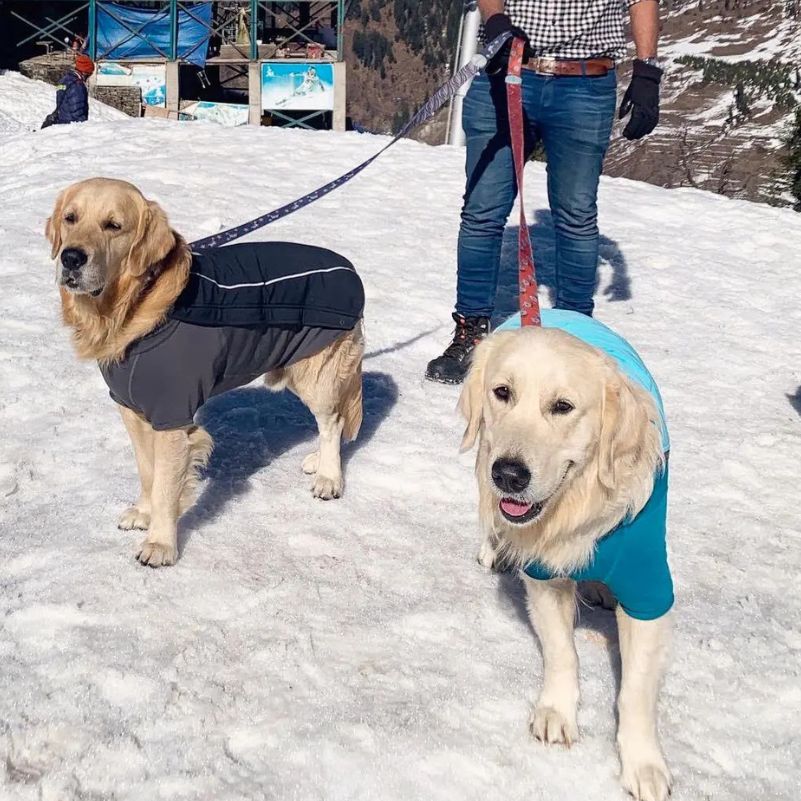 What Is the Best Season for a Manali Trip with a Pet?