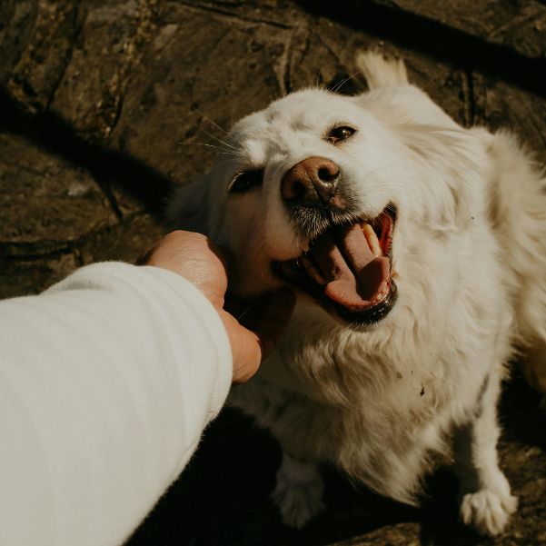 What Are the New Manali Dog Rules in 2026.jpg