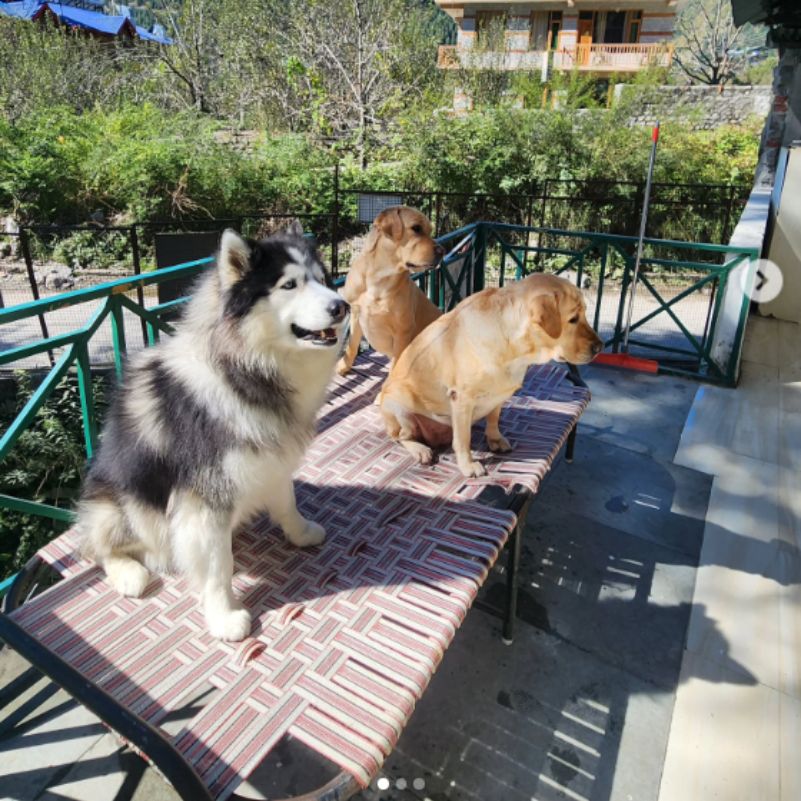 How Do You Choose a Genuinely Pet-Friendly Hotel in Manali?