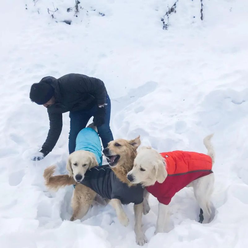 Is Snow Safe for Dogs in Manali?