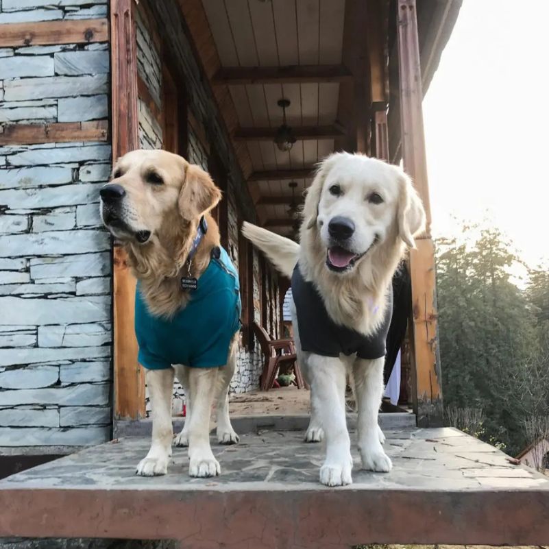 What Should You Carry for a Pet on a Manali Road Trip?