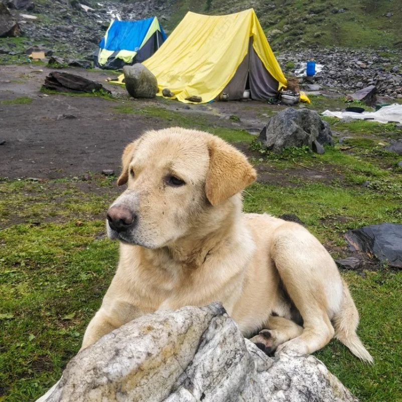 What Should You Do Around Stray or Resident Dogs?