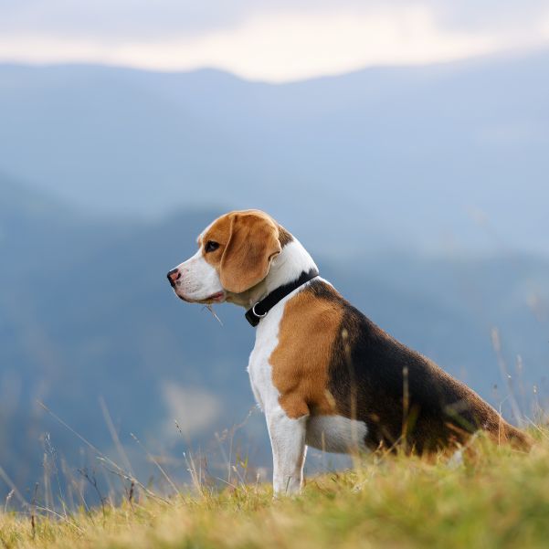 A Slow 3-Day Manali Itinerary with a Dog.jpg