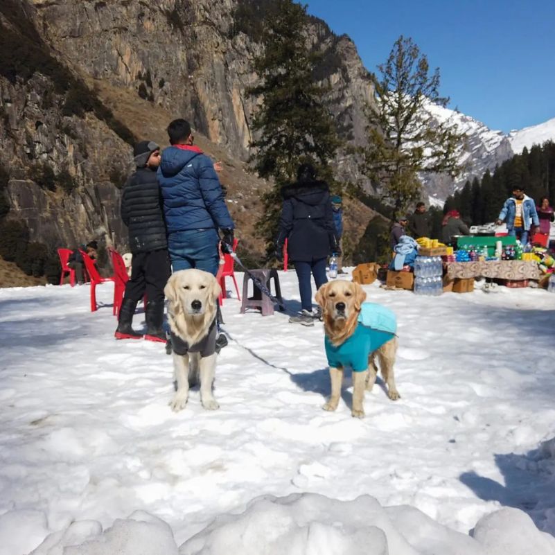 Is Manali Really Pet Friendly?