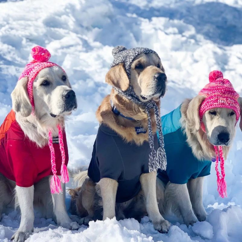 What Extra Costs Should Pet Parents Budget For?