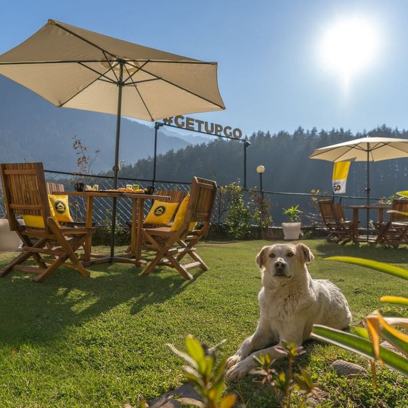 Where Can You Get Veterinary Help Around Manali?