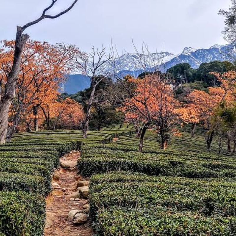 Enjoy the Tea Gardens Around Bir and Chowgan