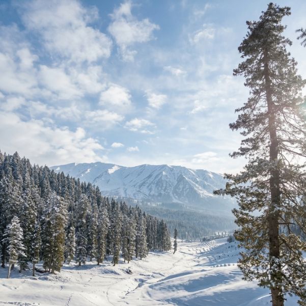 Do You Need a Local Taxi After Reaching Sonamarg?