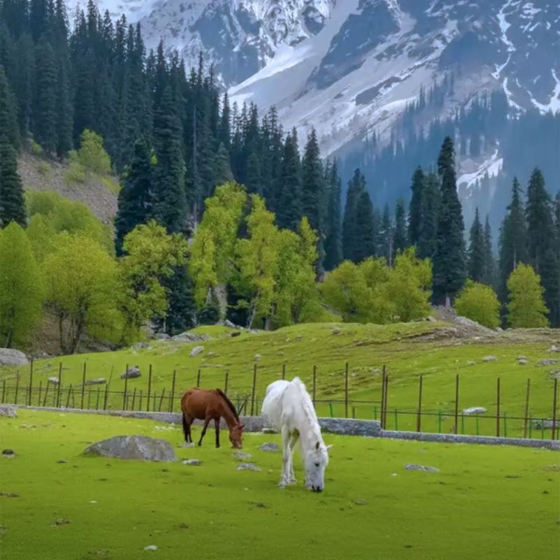 How Do You Verify a Kashmir Travel Agent Before Sending an Advance?