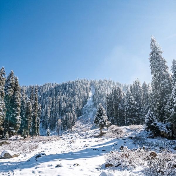 Which Has Better Snowfall_ Sonamarg or Gulmarg.jpg
