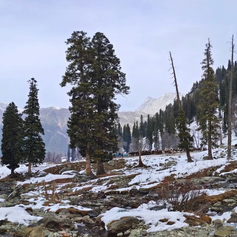 Sonmarg winter scenery featuring dramatic snow-covered valleys and peaks.jpg