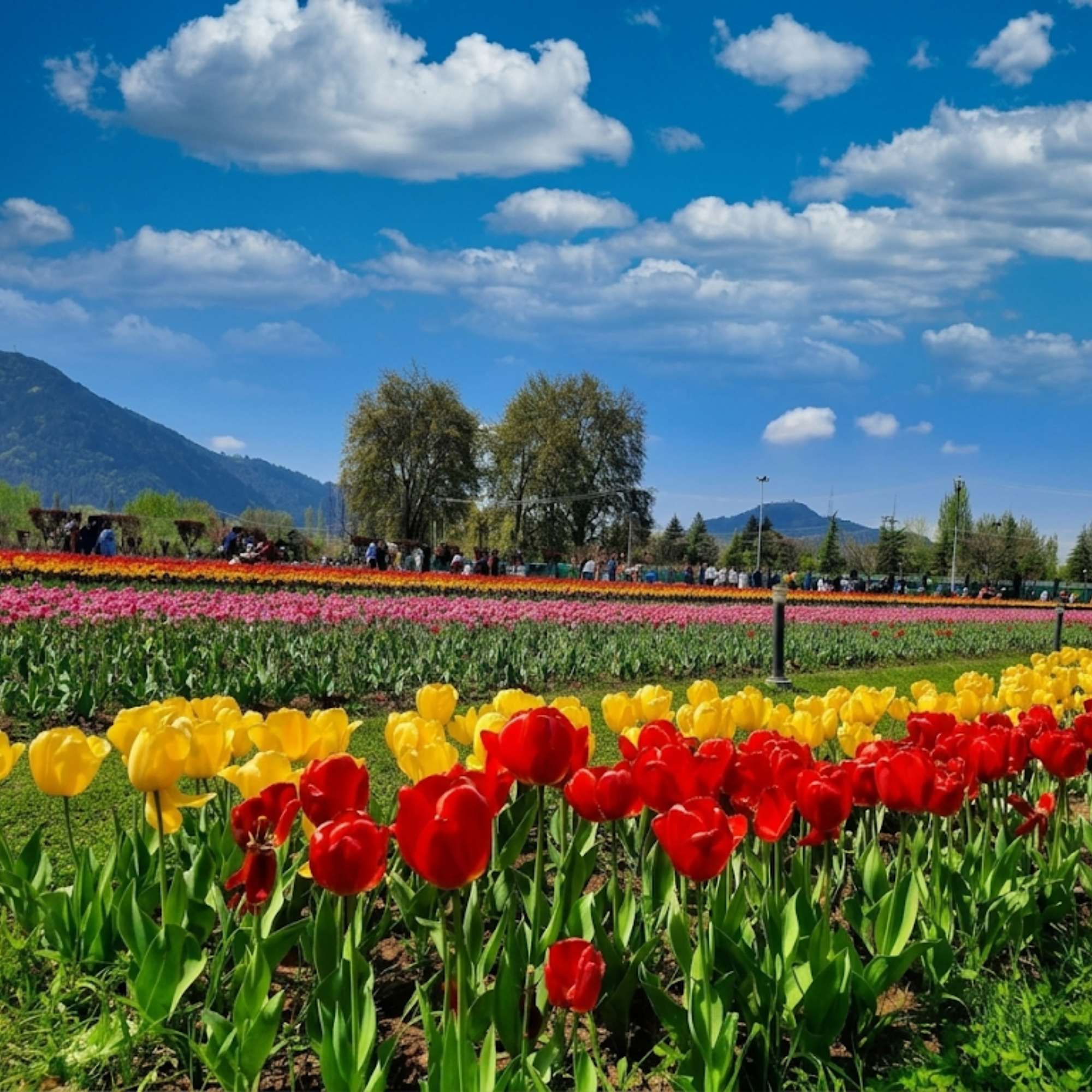 Thousands of blooming tulips across the terraces of the Srinagar Tulip Garden