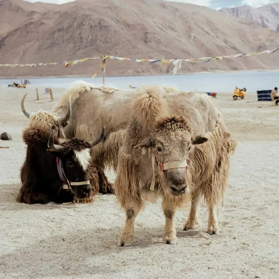 Best Leh Ladakh Tour With Nubra Pangong and Tso Moriri