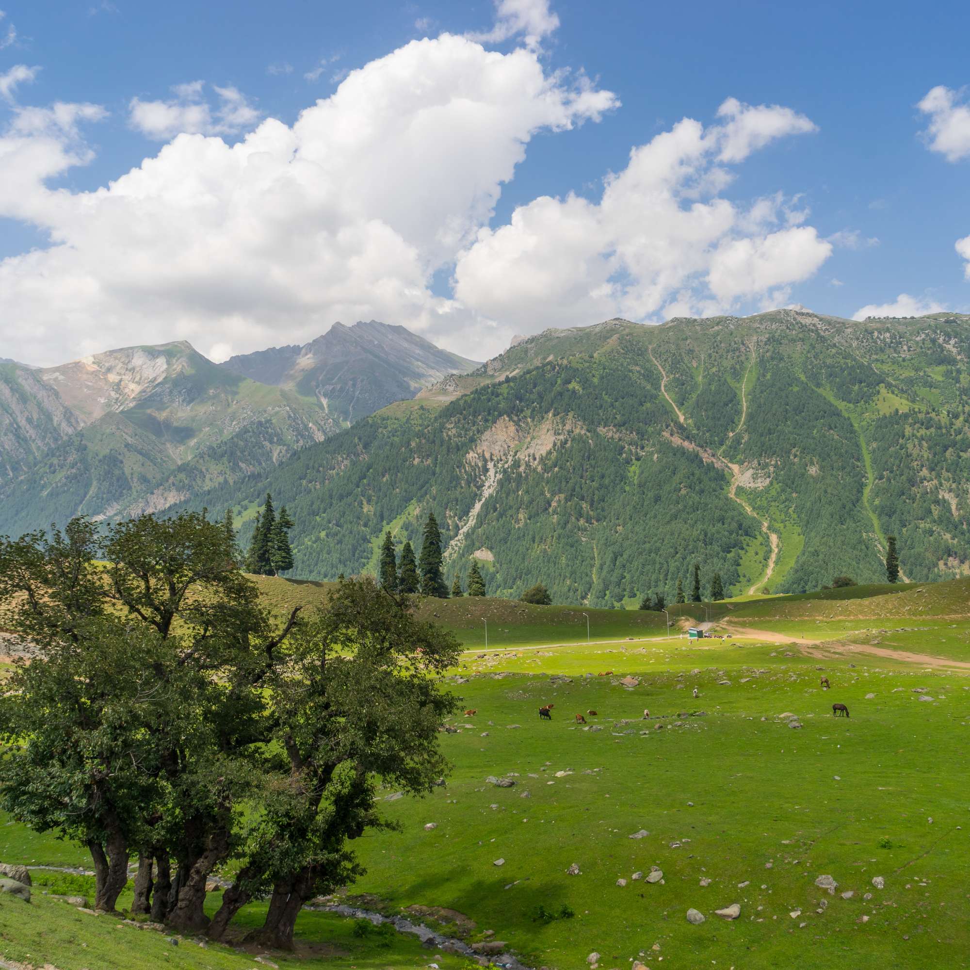 How Much Should You Budget for 4 Nights and 5 Days in Kashmir?