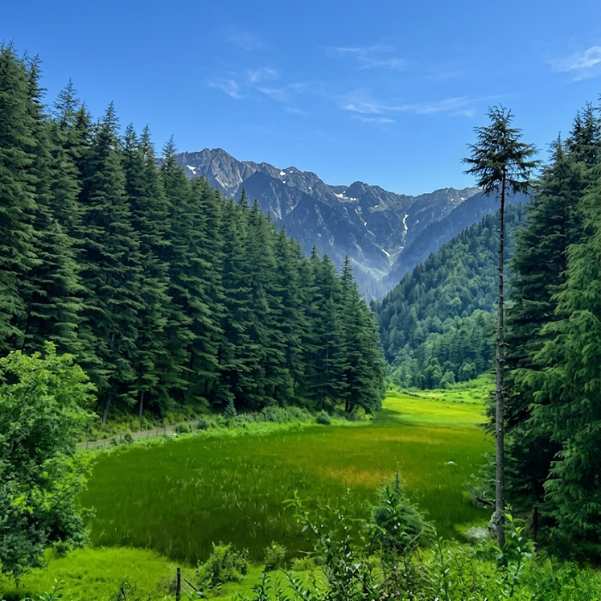 Why Shangarh and Sainj Valley Are Becoming Himachal's Favorite Offbeat Escape.jpg