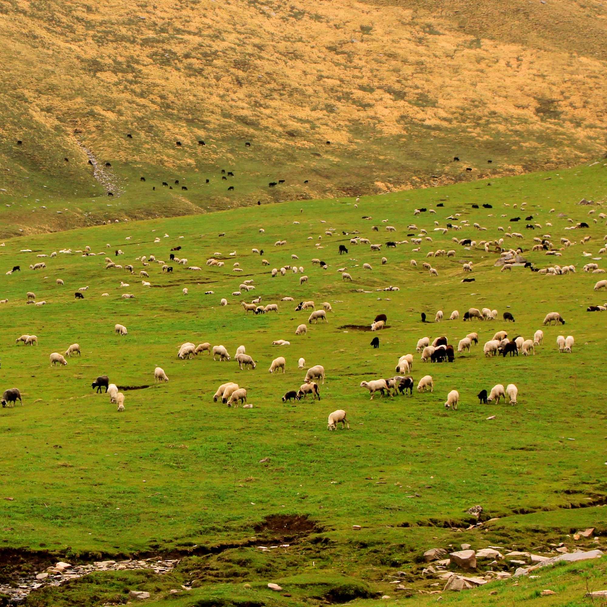 Pabbar Valley offering breathtaking views of Himachal’s hills, forests and clear mountain skies.jpg