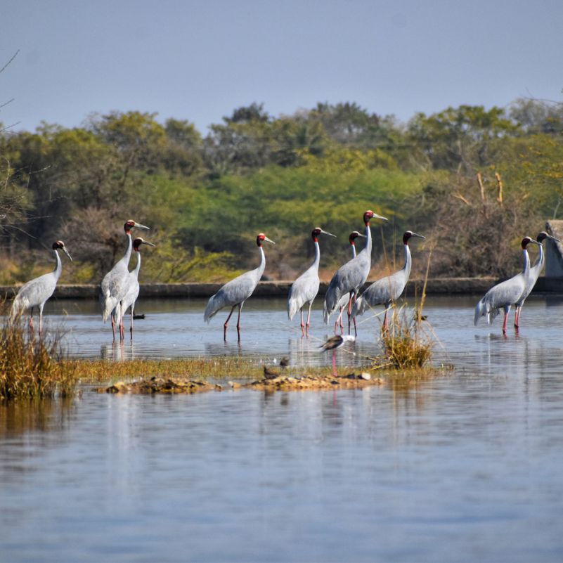 Menar Wetland.jpg