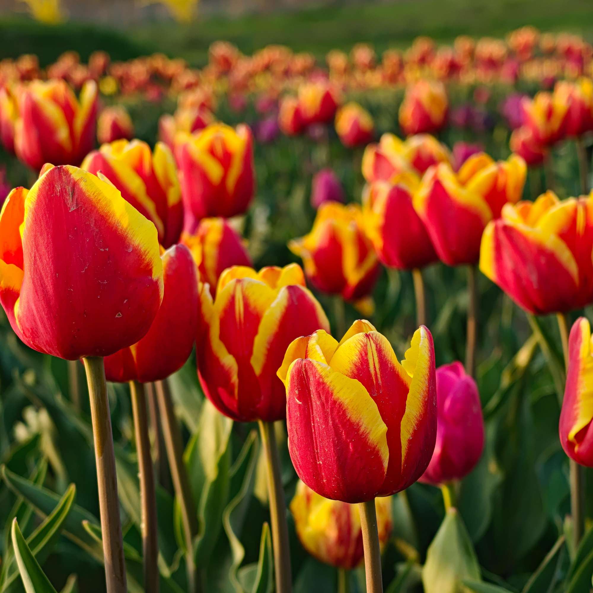 Explore the Beauty of Srinagar Tulip Garden in Spring.jpg