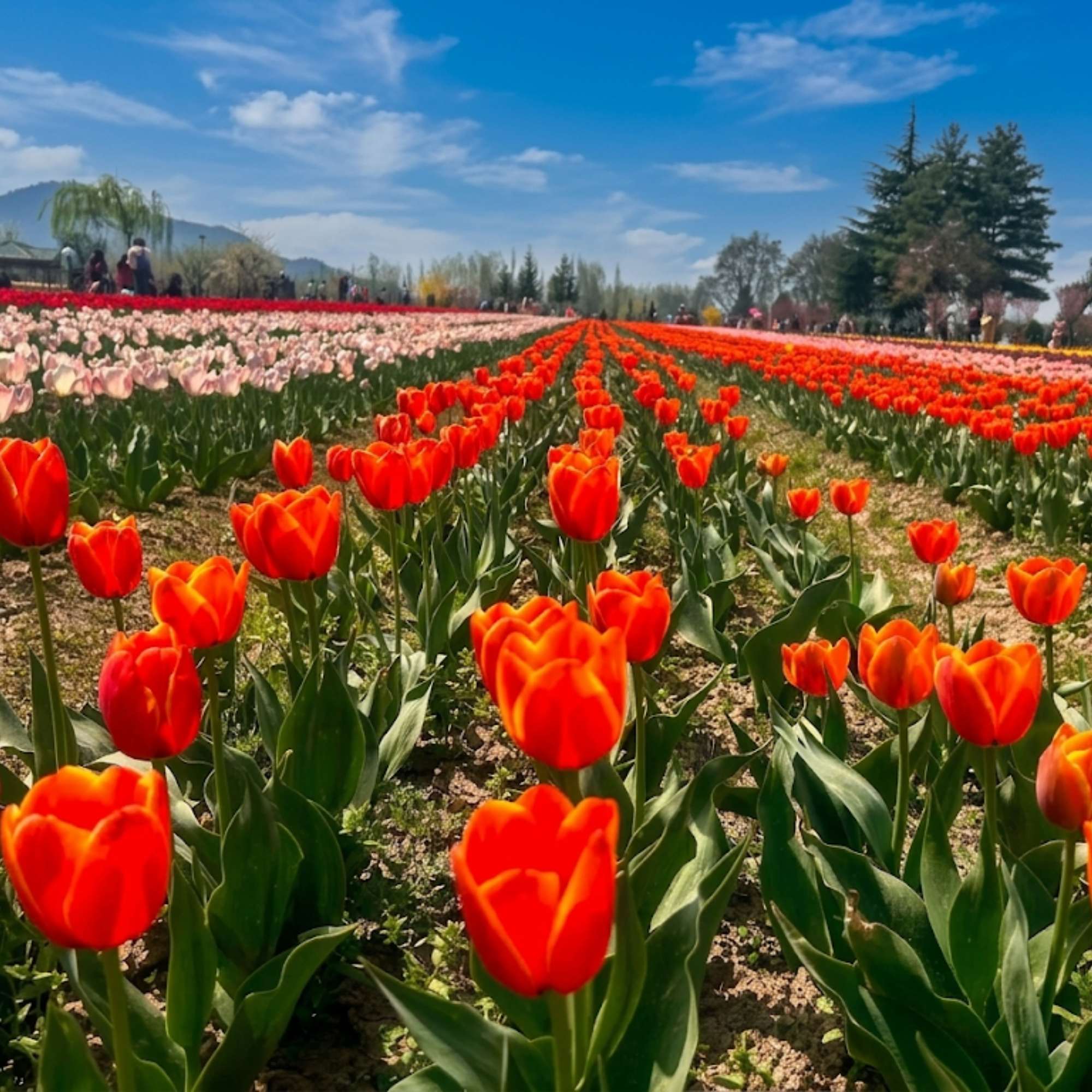 How much time should you keep for Tulip Garden Srinagar?
