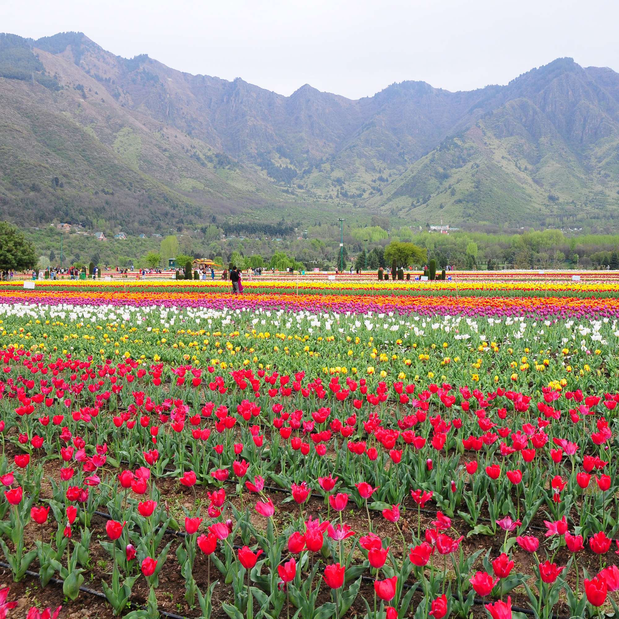 When is the best time to visit Tulip Garden Srinagar?