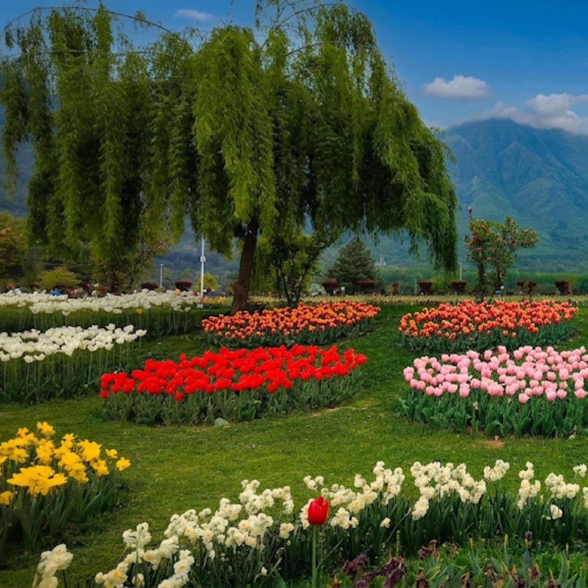 When Should You Visit Kashmir for Tulip Garden and Spring Flowers?