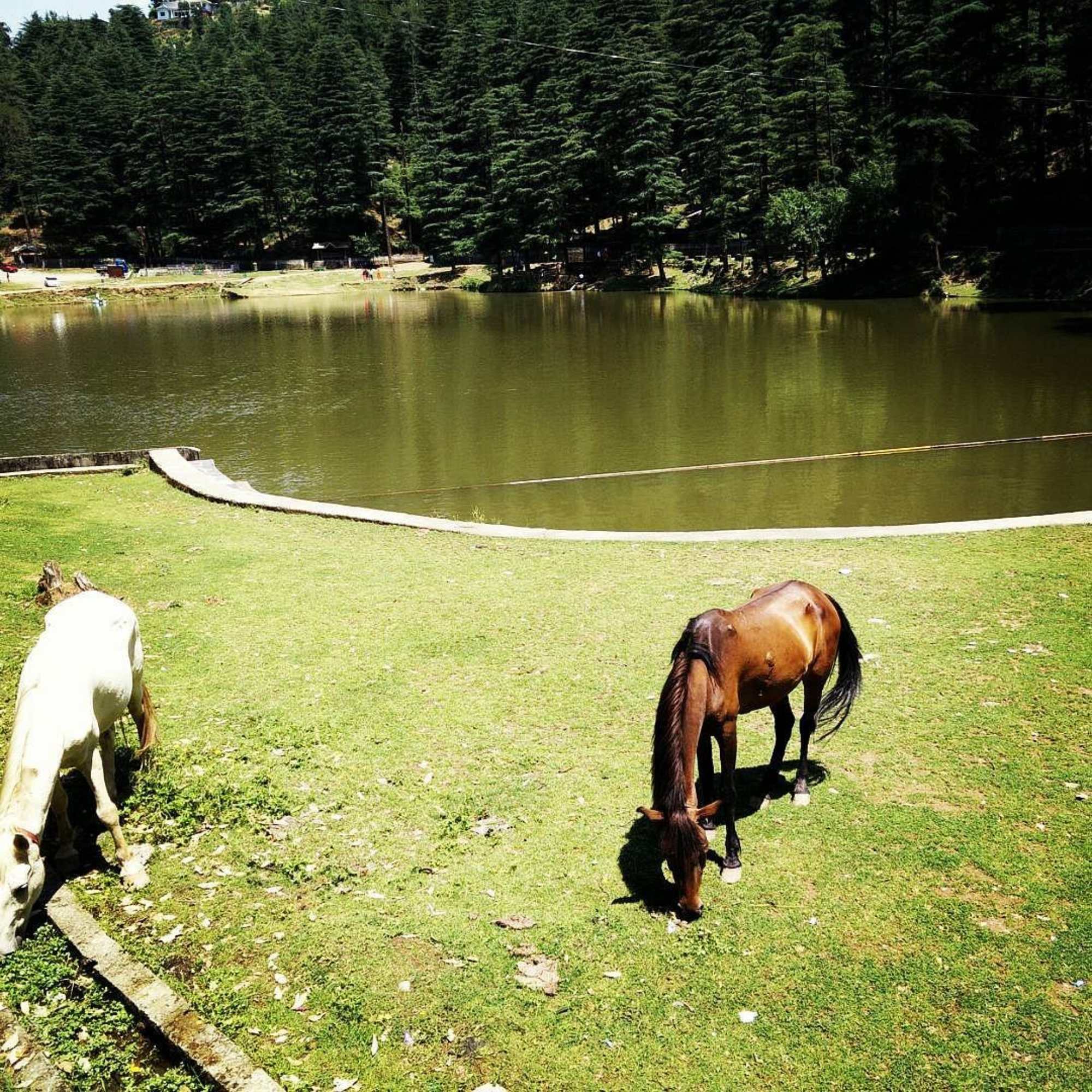 Dal Lake Dharamshala with scenic walking trails around the lake.jpg
