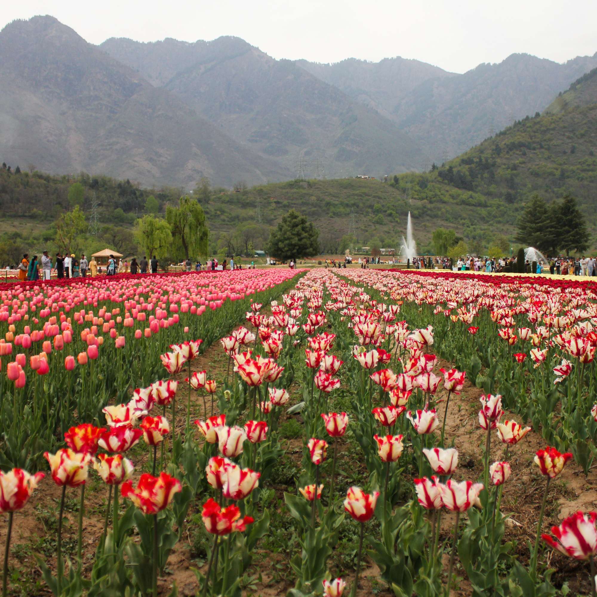What were the Tulip Garden Srinagar opening dates and timings in 2026?