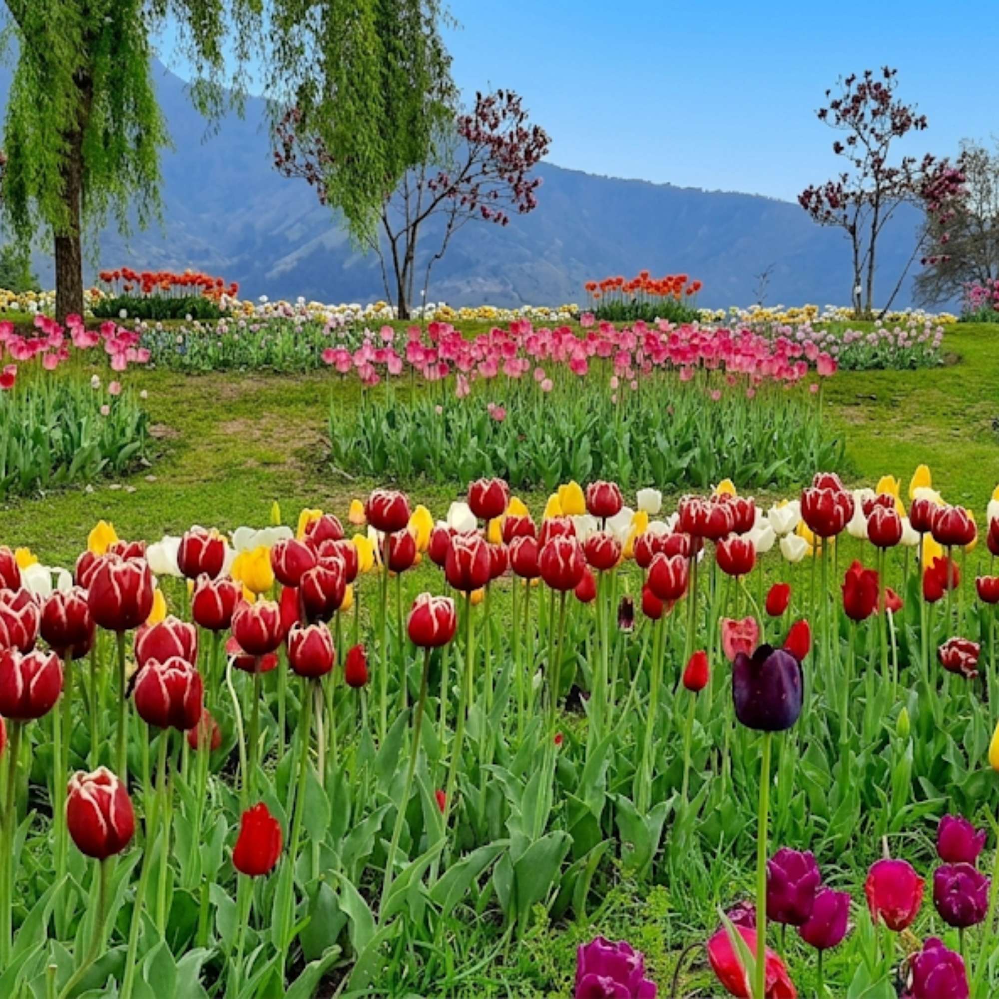 Is Tulip Garden Srinagar open now in 2026?