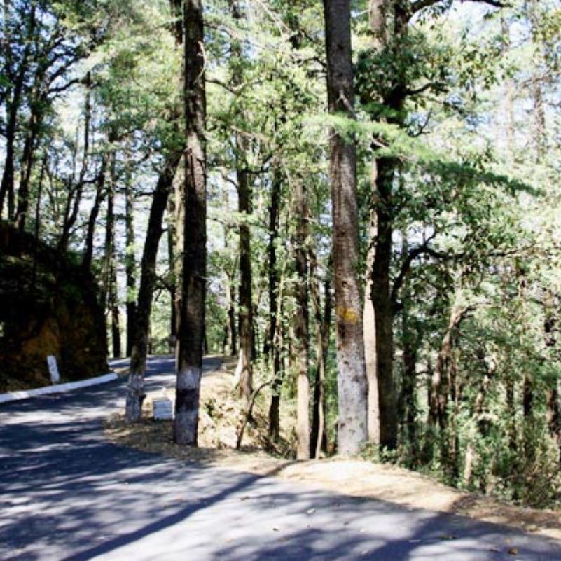 Glen Forest