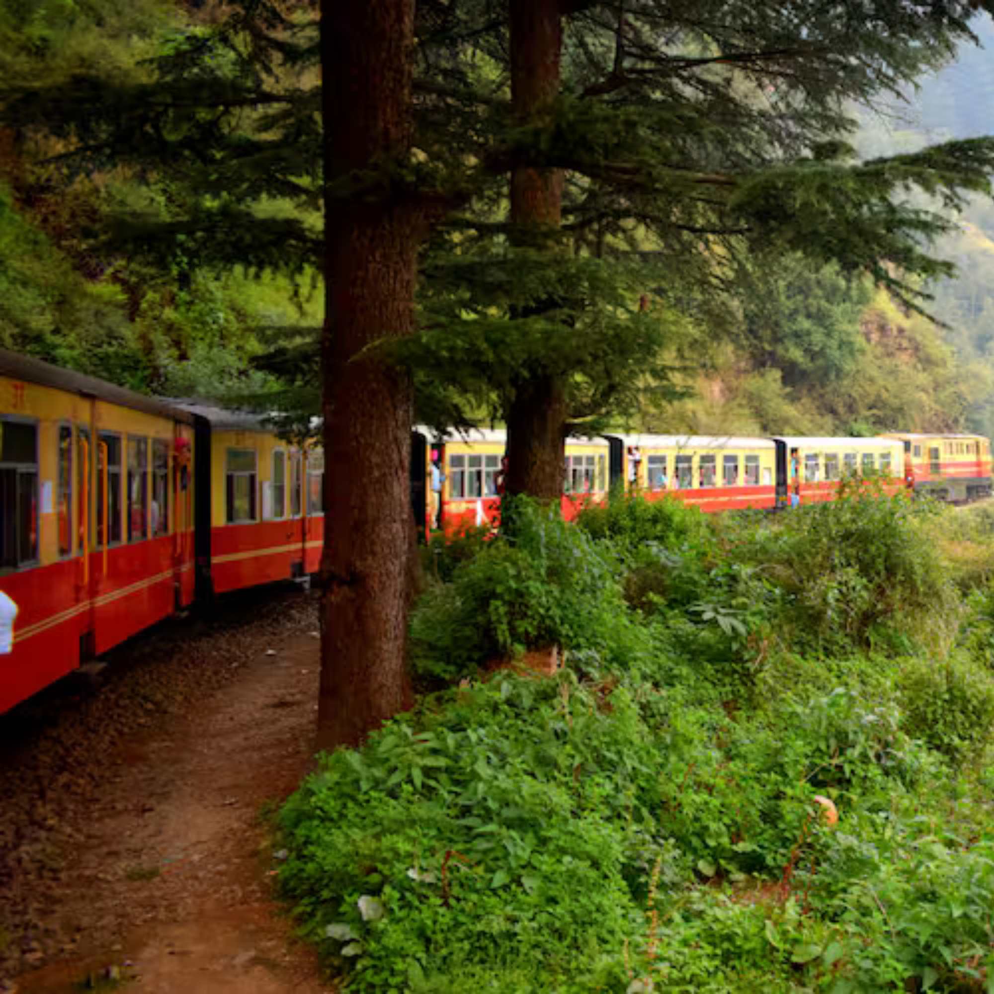 Dense pine and deodar forests at Summer Hill Shimla.jpg
