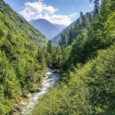 Shoja Forest Trails.jpg