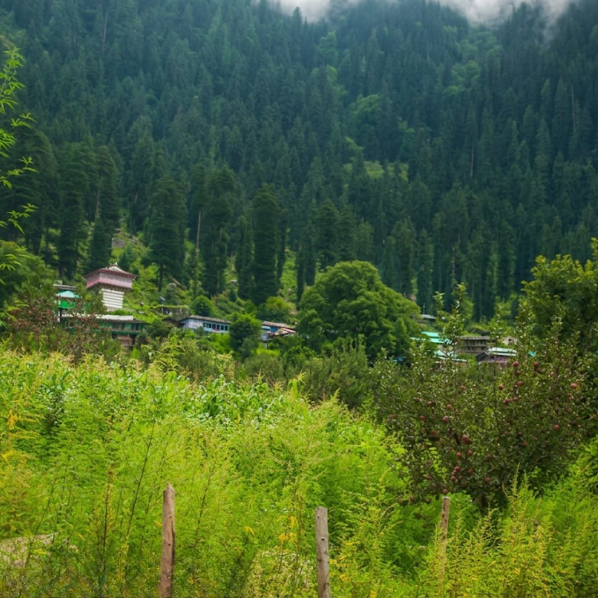 Manyashi Village