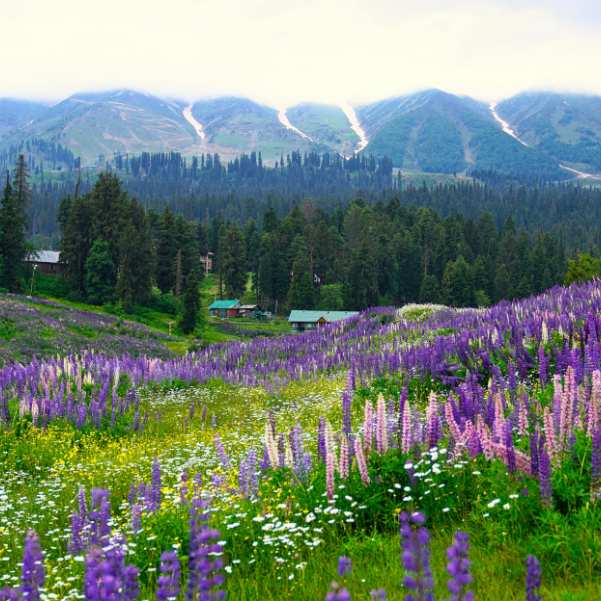 Gulmarg Biosphere Reserve.jpg