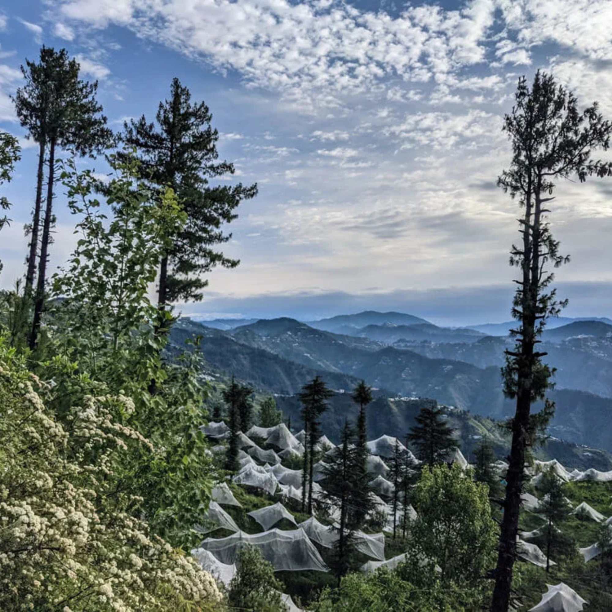 Fagu, a peaceful hill station with panoramic Himalayan views.jpg