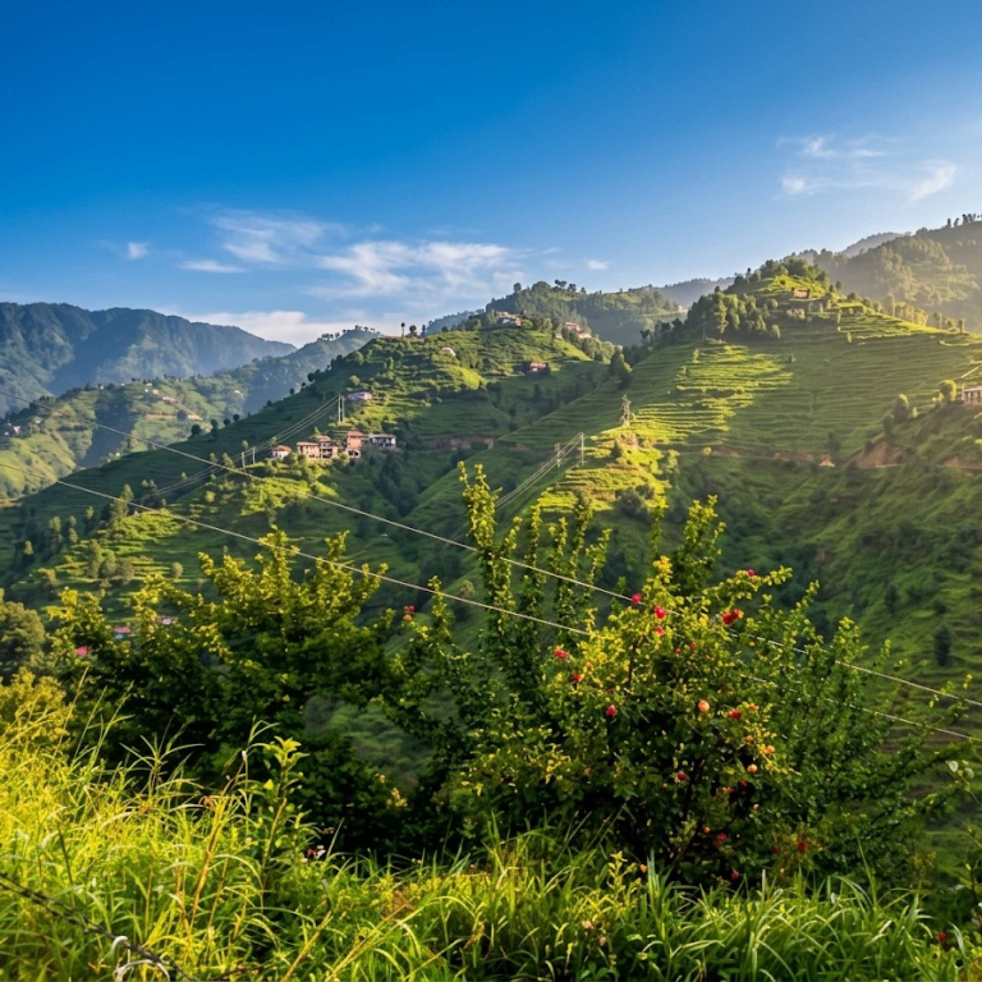 Apple Orchards Around Jubbal.jpg