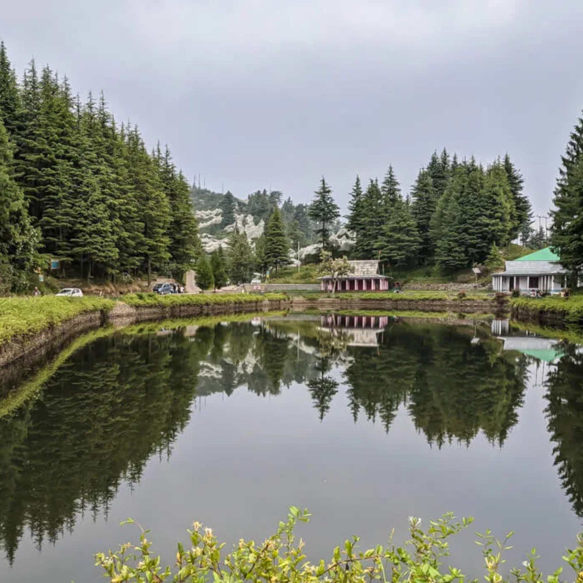 Dense forests and greenery in Fagu Himachal Pradesh.jpg