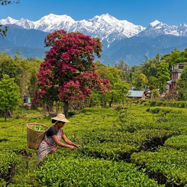 Andretta and Palampur_ best for tea gardens, pottery, and slow honeymoon days.jpg