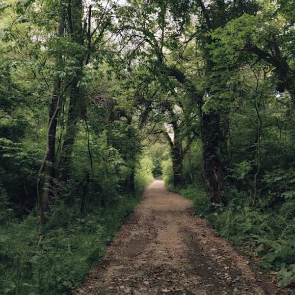 dachigam national park (2).jpg