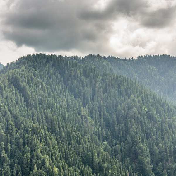 How Much Does a Jibhi Trip for a Couple Cost.jpg