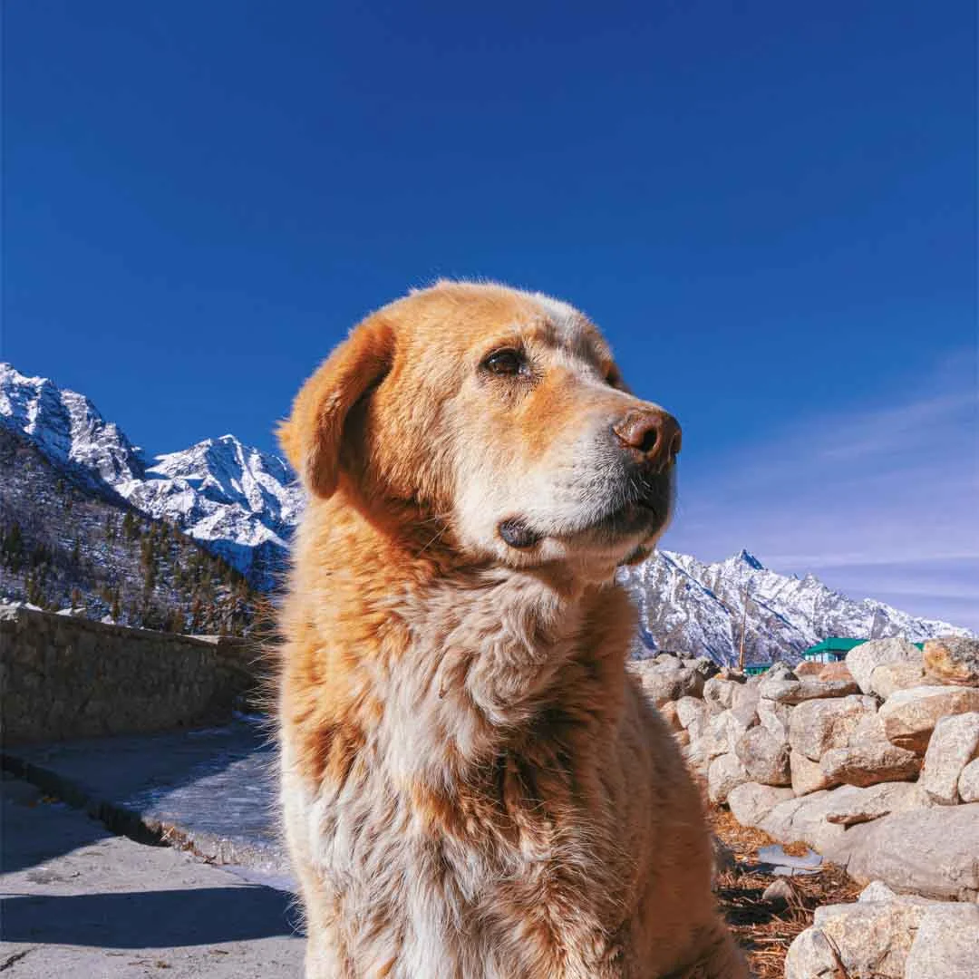 Kinnaur Valley Scenic Circuit With Sangla Chitkul and Kalpa