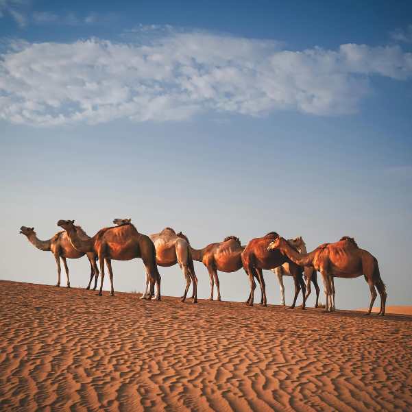 Camel Safari.jpg