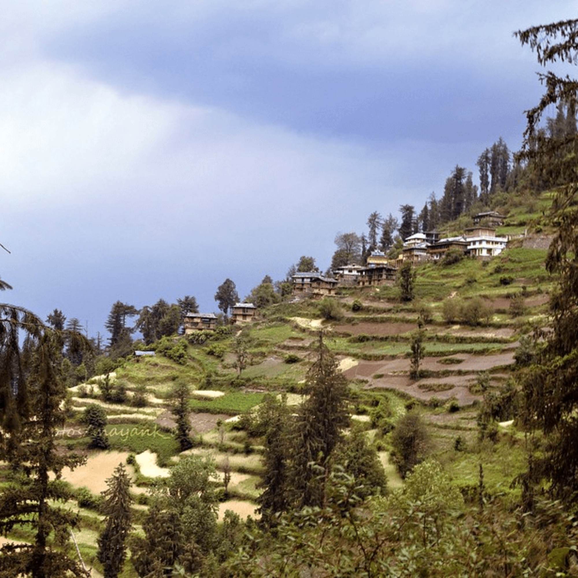Pine forest in Shoja.jpg