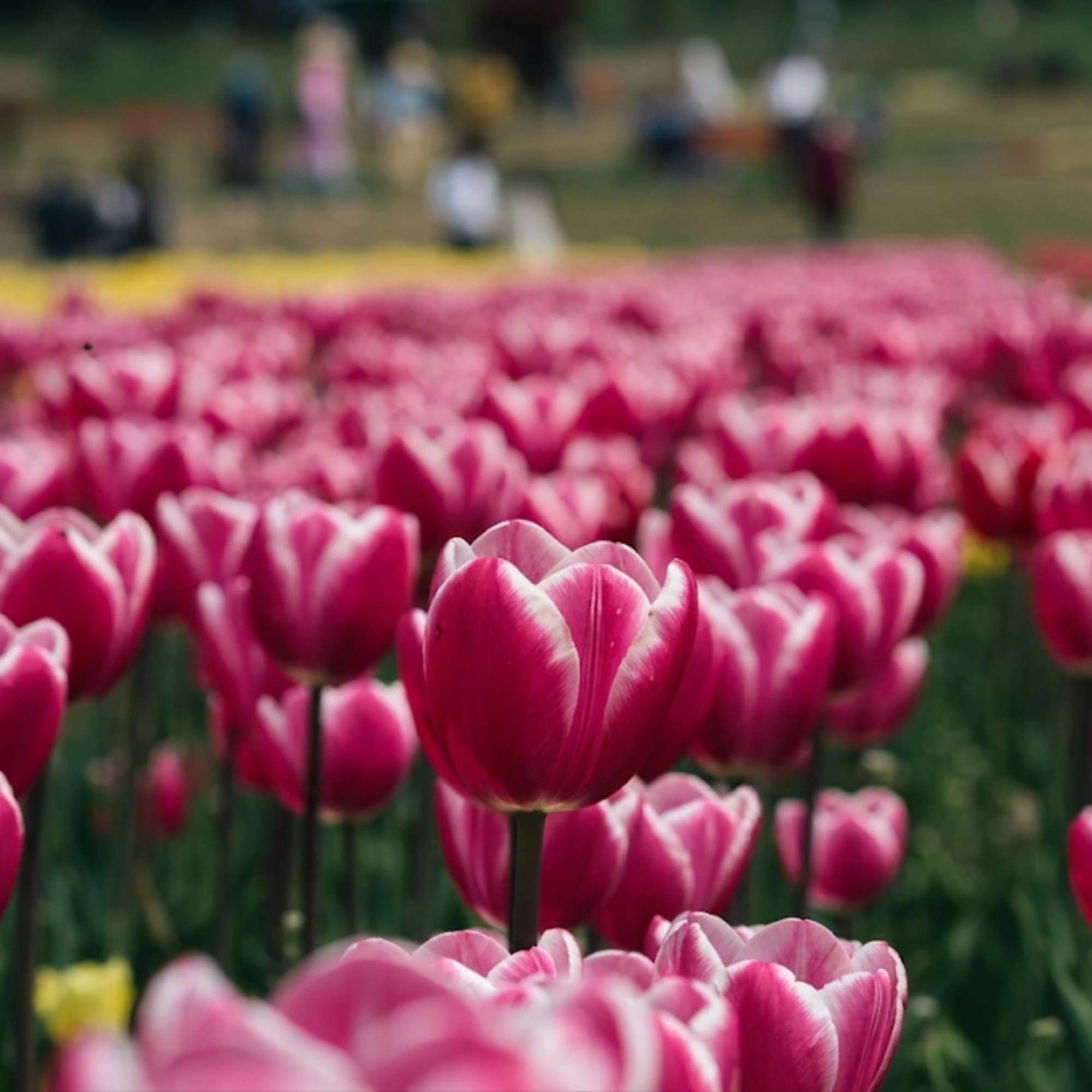 What is Tulip Garden Srinagar and why is it famous?