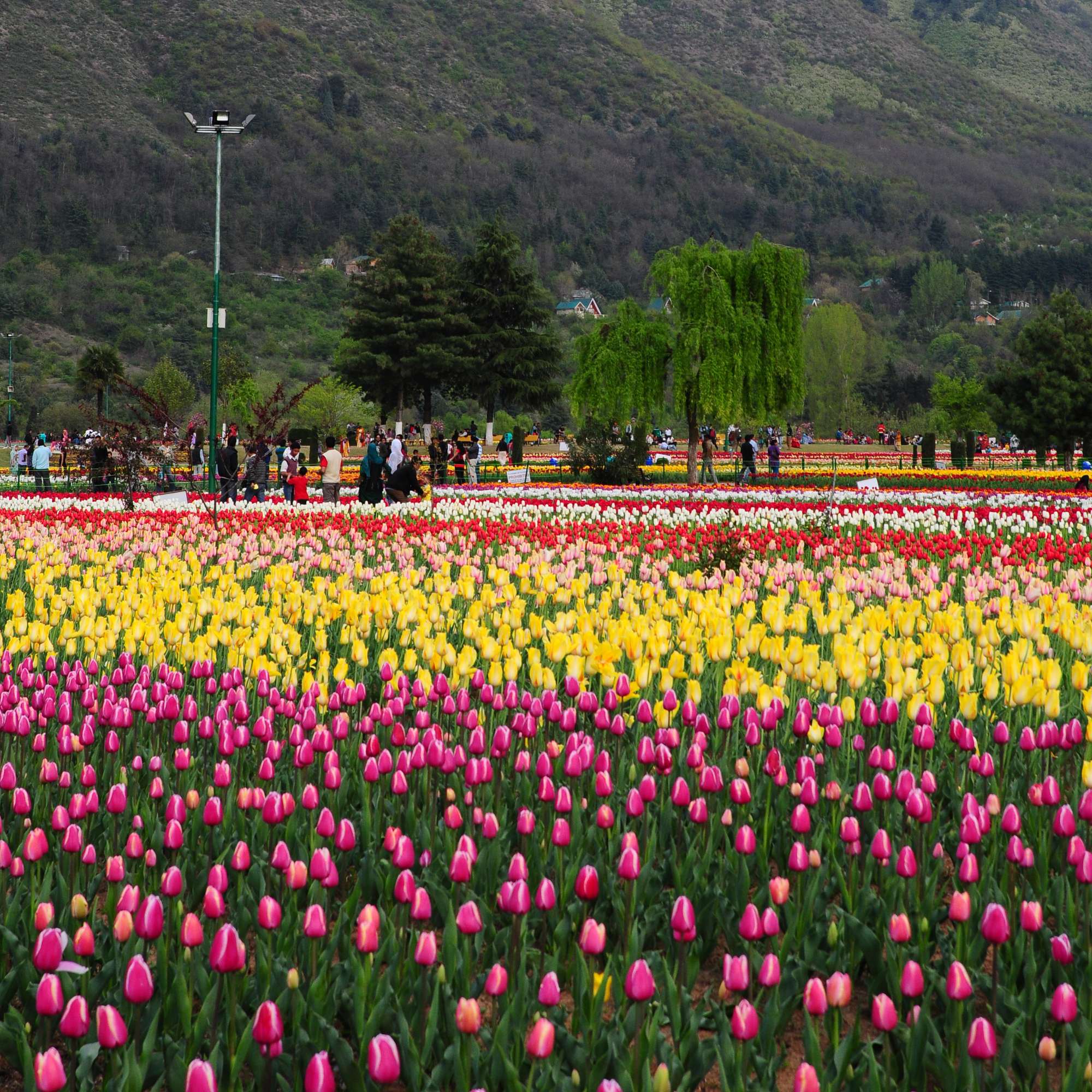 What could visitors see during the 2026 Tulip Show?
