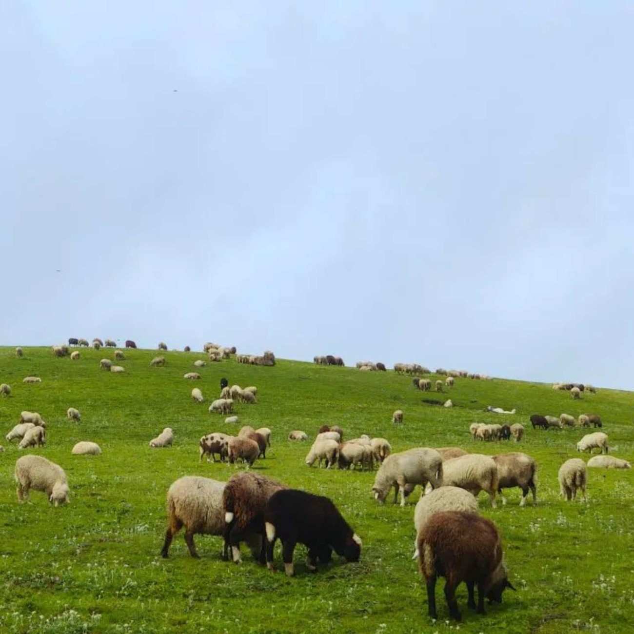 Best 2-Day and 3-Day Chanshal Pass Itinerary for July