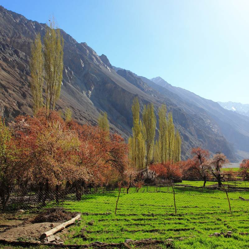 Apricot trees and homes in Turtuk.jpg