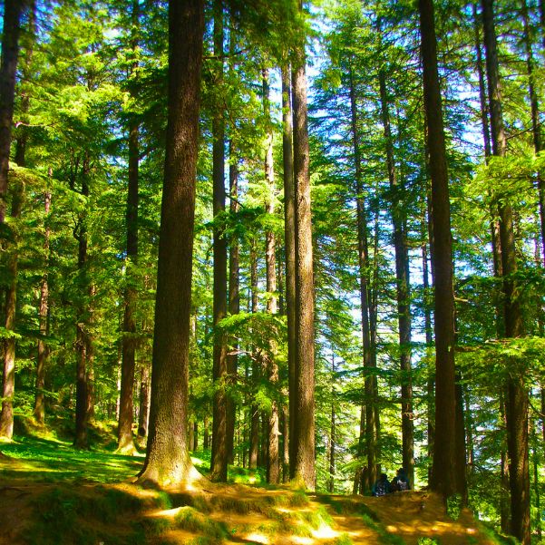 How Should You Plan Manali Sightseeing.jpg
