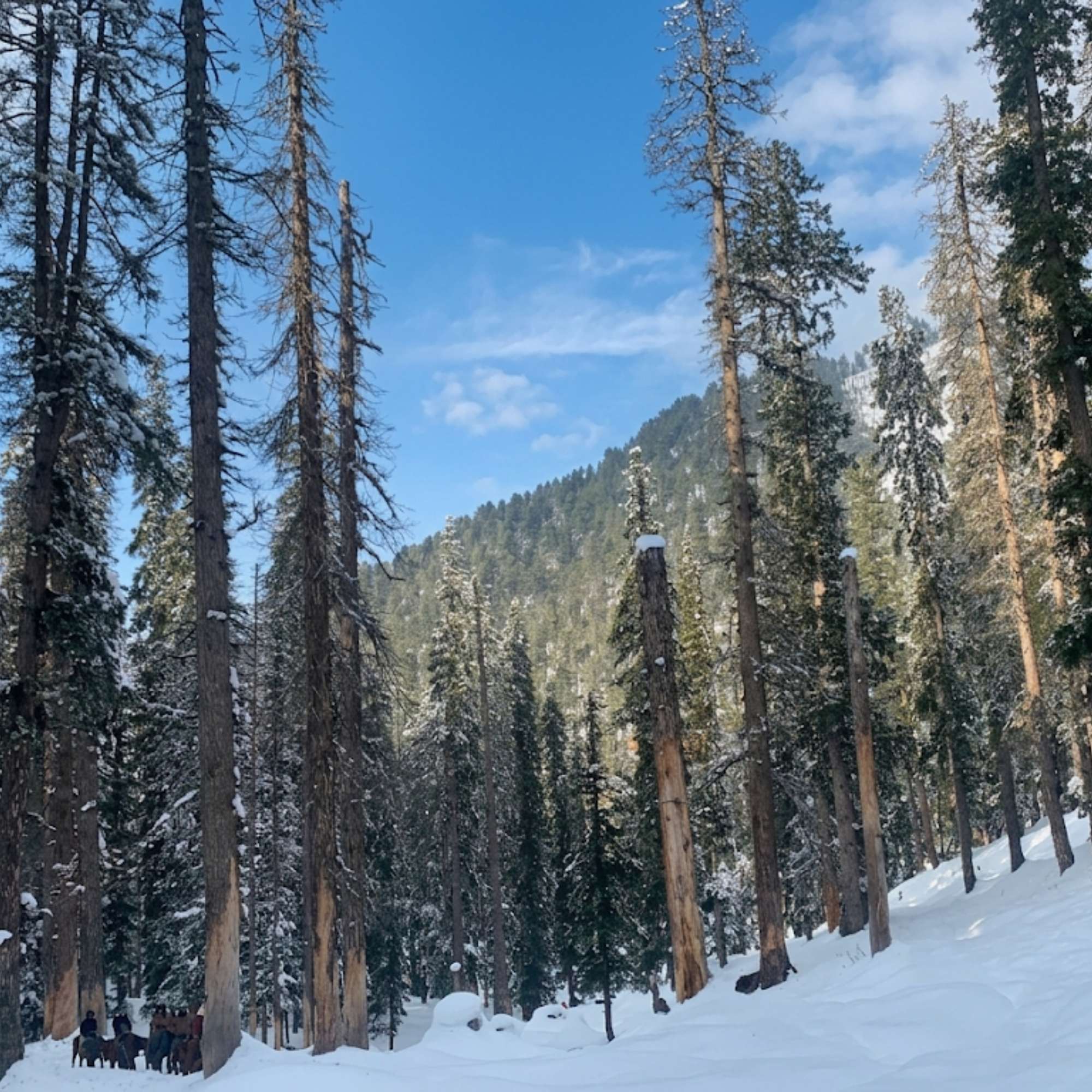 What Happened in Pahalgam and Why Are Travellers Still Worried?