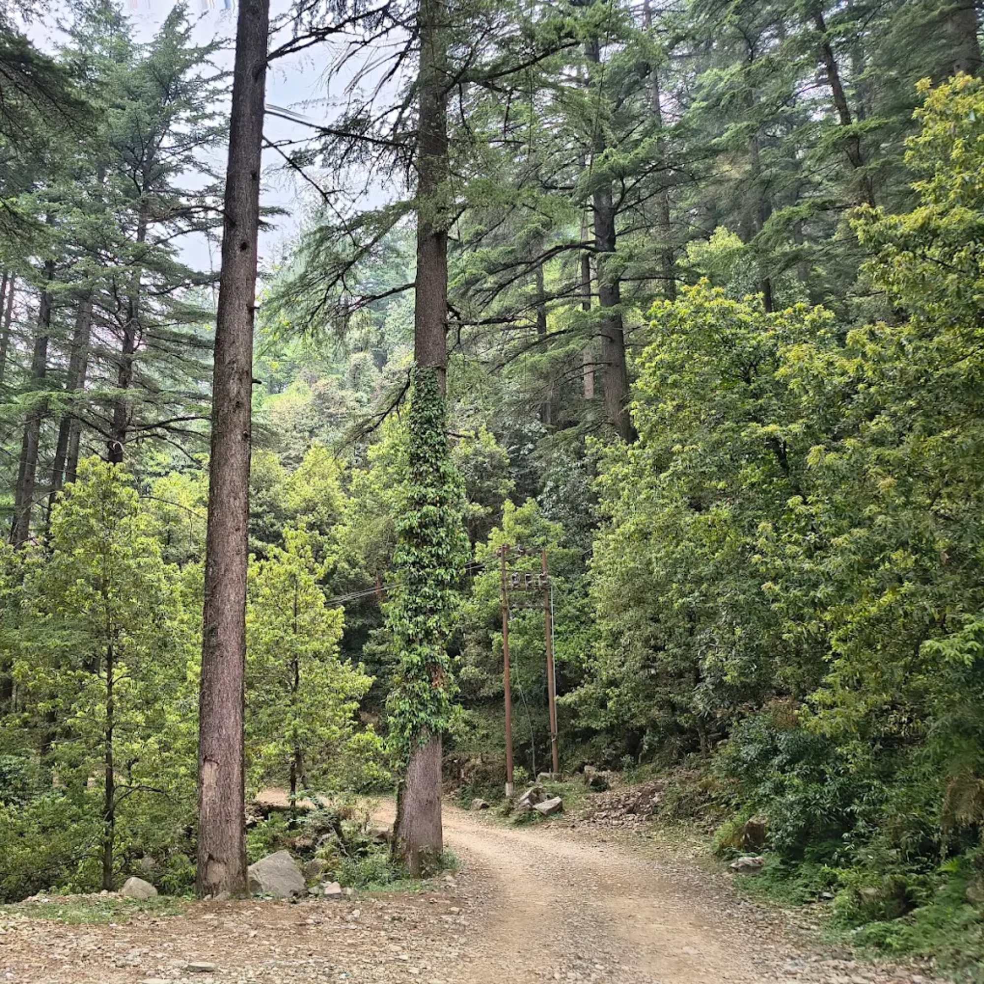 Peaceful landscape view from Naddi Viewpoint in Dharamshala.jpg
